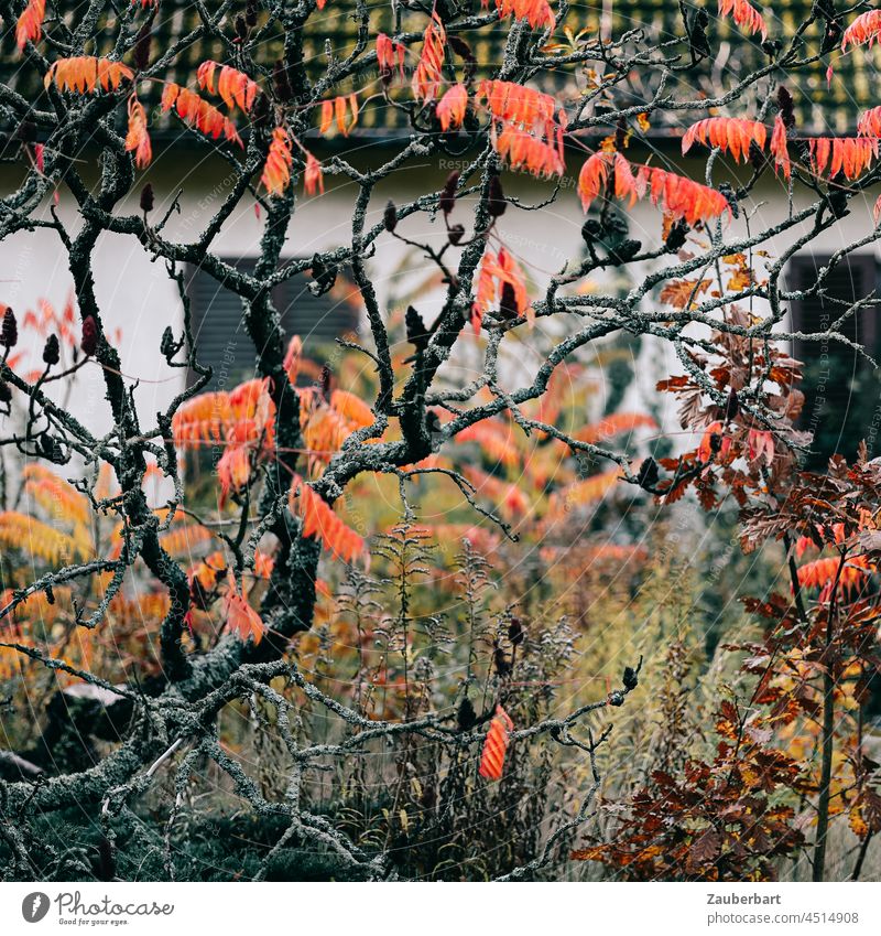 Gnarled bush, vinegar tree with orange leaves, behind it house with closed shutters Staghorn sumac Orange Autumn autumn colours House (Residential Structure)