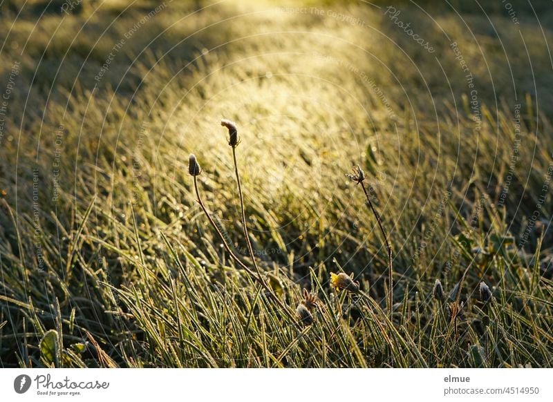 Hoarfrost lies on the blades of grass of the meadow illuminated by the morning sun / night frost Hoar frost Cold Meadow chill morning light lit Back-light