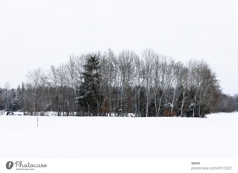 Group of trees in deep snowy landscape in front of small village Frost covered Road Winter is coming cold copy space frost nature nobody scenery snow-covered