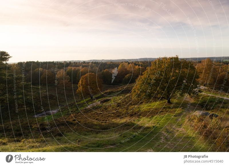 Autumn in the Aukrug Nature Park Autumnal Autumn leaves Autumnal colours Autumnal weather Automn wood Autumnal landscape Sunset Sunlight Exterior shot