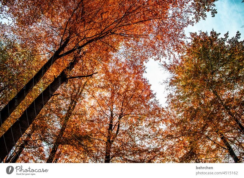 one day in autumn Leaf canopy Deserted pretty Fantastic Sunlight Branches and twigs autumn walk autumn mood Autumnal leaves Automn wood Autumnal colours