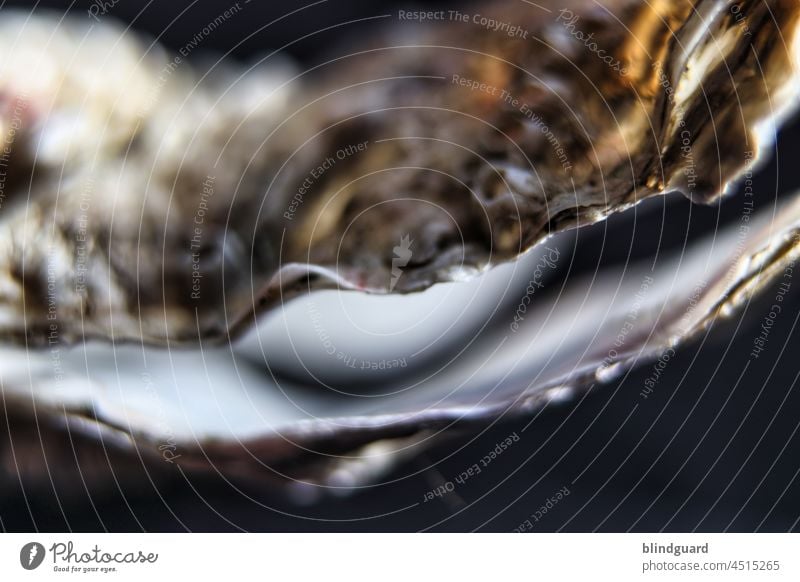 I'll keep the secret Oyster Mussel Pearl Protection Sheath Lime valuable Close-up Macro (Extreme close-up) Ocean Beach Nature Colour photo coast Summer Animal