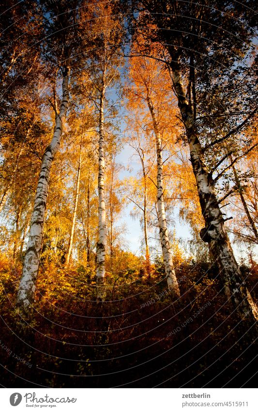 Birches in autumn Evening Tree Brandenburg Village Dark Twilight Sky Landscape Agriculture Linum Rural Nature nature conservation Tree trunk Leaf leaves