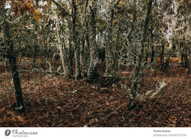 Tree trunk with lichen Trees Oak tree Forest Autumn Tree bark Deserted Landscape Exterior shot Plant Colour photo Environment Nature trees Day Lichen Growth