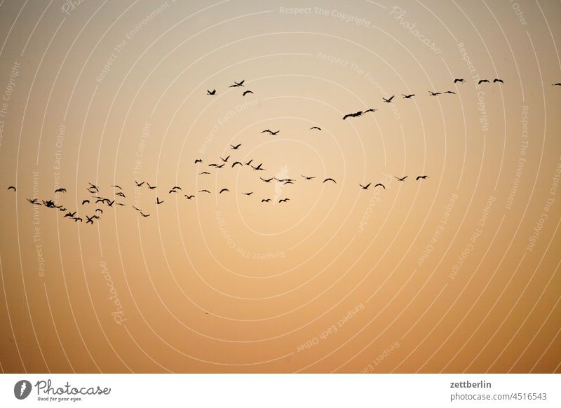 Cranes approaching Evening Brandenburg Village Dark Twilight geese Sky Landscape Agriculture Linum Rural Nature nature conservation Flock Street Flock of birds