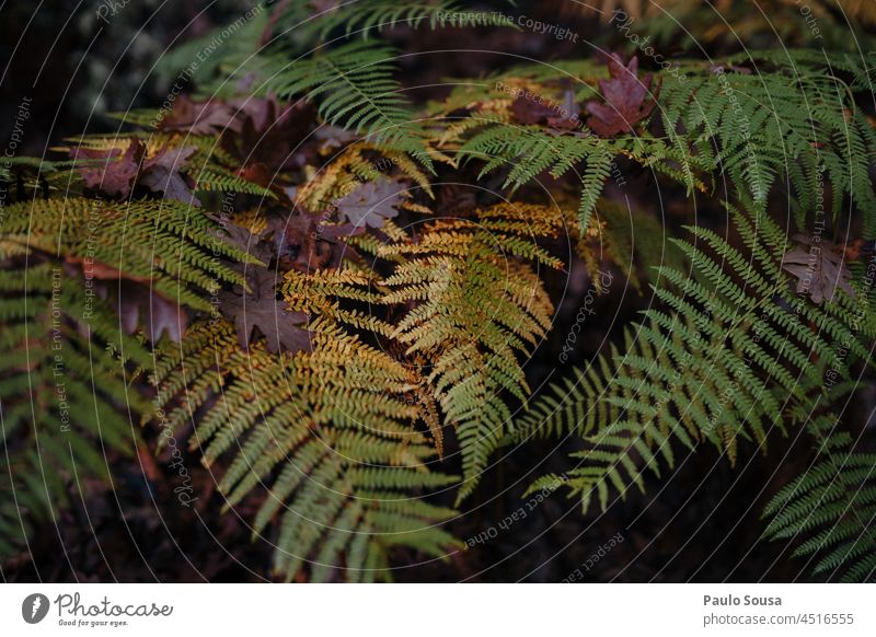 Wild fern leaves Fern Fern leaf ferns polypodiopsida Forest fern growth Growth Farnsheets Botany Pteridopsida Nature Plant green Green royal fern Exterior shot