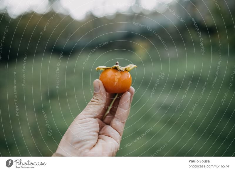 Close up hand holding a persimmon persimmons Fruit Organic produce Fresh freshness sweet fruit Healthy Vegetarian diet Delicious healthy organic Colour photo