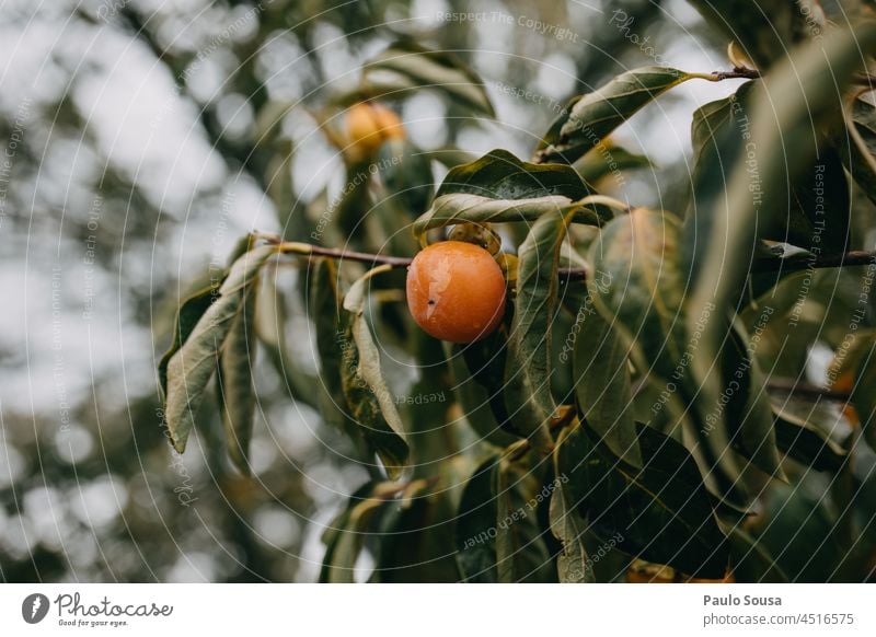 Persimmon on the tree persimmon Fruit Fresh freshness diet organic sweet ripe vegetarian natural food fruit healthy red nature background juicy raw nutrition