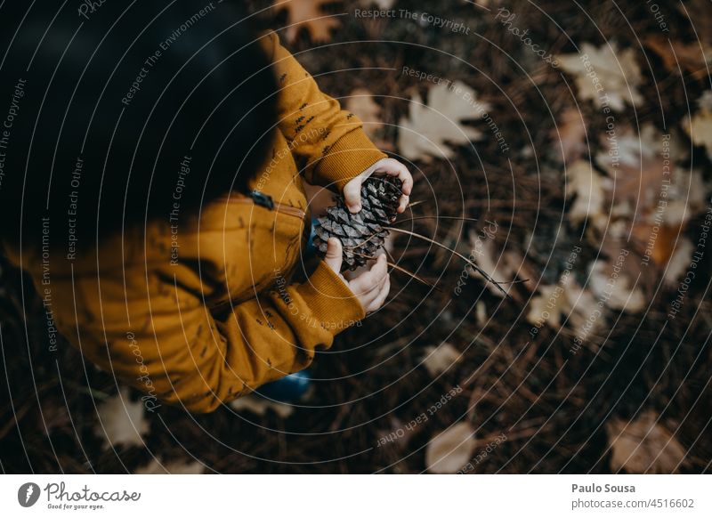 Child holding pine cone Pine Pine cone Autumn Authentic woods Forest explore Curiosity Nature Cone Exterior shot Brown Environment Plant Colour photo Natural