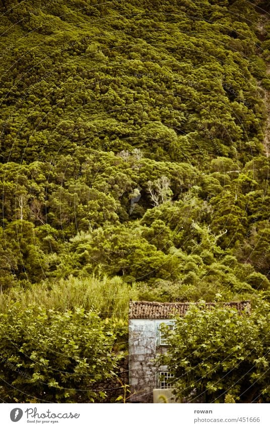 Hidden Flower Bushes Forest House (Residential Structure) Detached house Manmade structures Building Architecture Facade Roof Green Hut Hiding place Hide