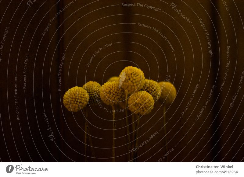dried Craspedia globosa / drumstick in front of dark wood Spherical Drumsticks Close-up pretty Decoration craspedia Modern Round Yellow Drumstick flower