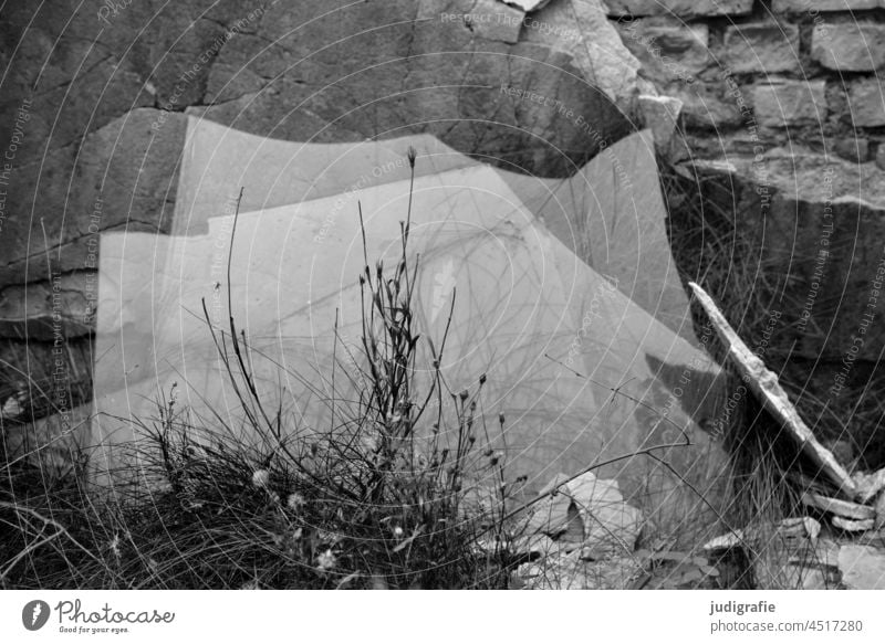 Broken glass panes stand against an old wall, grass grows in front of it. Glass Pane Smashed window shattered broken glass Wall (building) Wall (barrier)