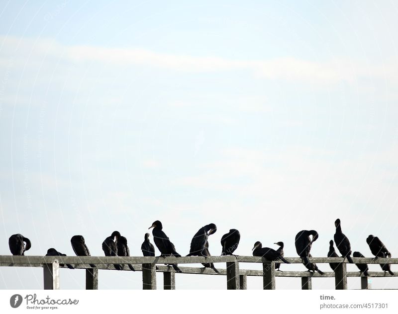 General meeting Cormorant Bird Sit Flock group Pack fellowship society Corridor gang Sky Footbridge Wood Break rest plumage polish fauna Nature wildlife