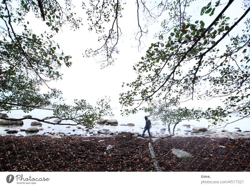 sandpiper Beach Human being stones Water twigs branches Tree Walking Autumn Autumn leaves Baltic Sea