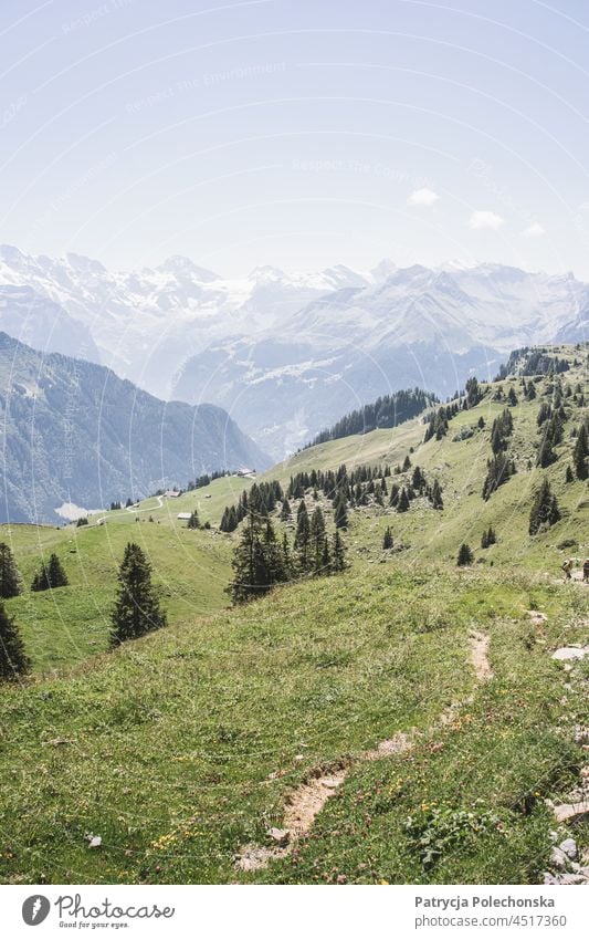 Green Fields in Swiss Alps in Summer at the Schynige Platte Plateau Switzerland swiss mountains Mountain Landscape schynige platte Meadow plateau