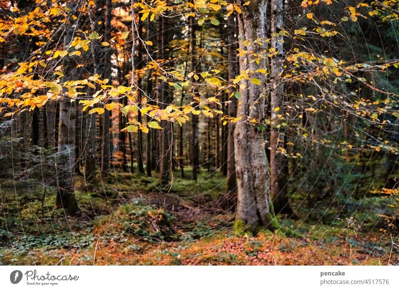 cheerful soul Tree Deciduous tree Autumn autumn colours autumn leaves foliage variegated Orange Forest Yellow Autumnal Transience Seasons Autumn leaves