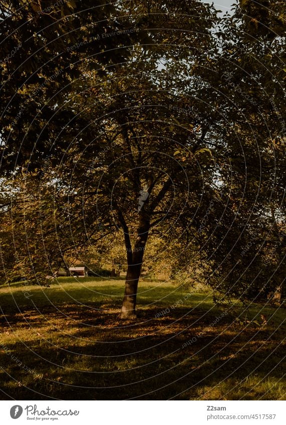 Tree in autumn Autumn Park Meadow leaves Light Shadow Sun Sunbeam Garden Nature Landscape sustainability Environment Climate Sunlight Exterior shot Warmth