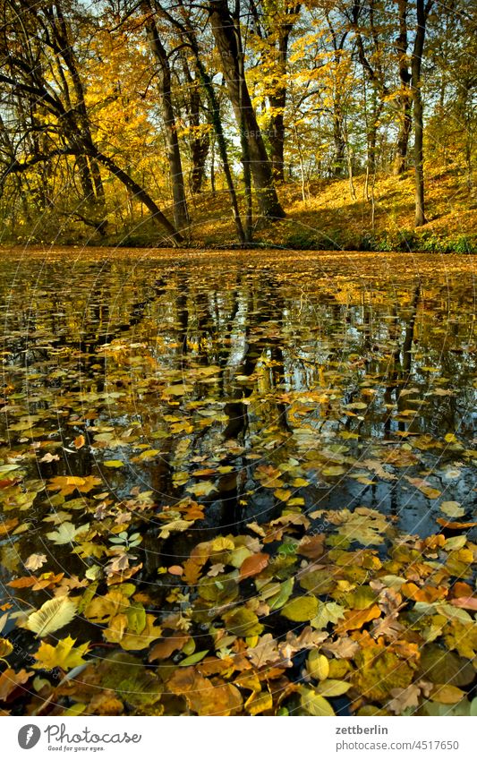 Canoe in autumn Trip boat Relaxation holidays River Autumn Autumn leaves Channel Landscape foliage Foliage colouring Nature Paddle canoe Rowboat ship Navigation