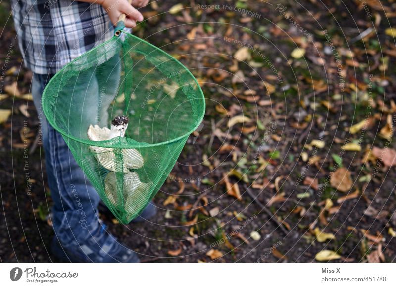 mushroom picker Food Nutrition Human being Child Boy (child) 1 3 - 8 years Infancy 8 - 13 years Autumn Forest Delicious Collection Net Mushroom Mushroom picker