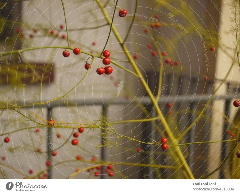 Bird bush in an urban environment Birds of a Feather Autumn autumn mood Red Fruits house wall