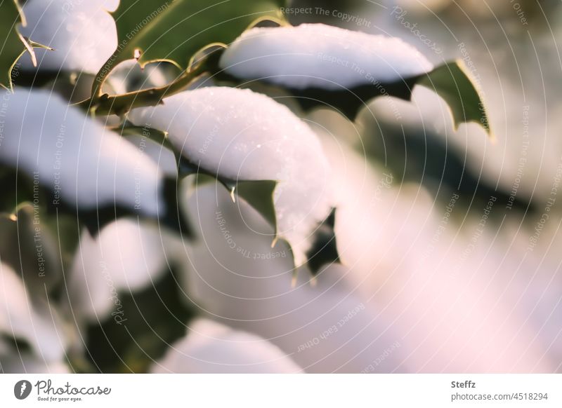 Snow covered holly snowy snow-covered Winter light Winter mood winter dormant winter cold glistening snow Holly Ilex Winter Silence onset of winter Holly leaves