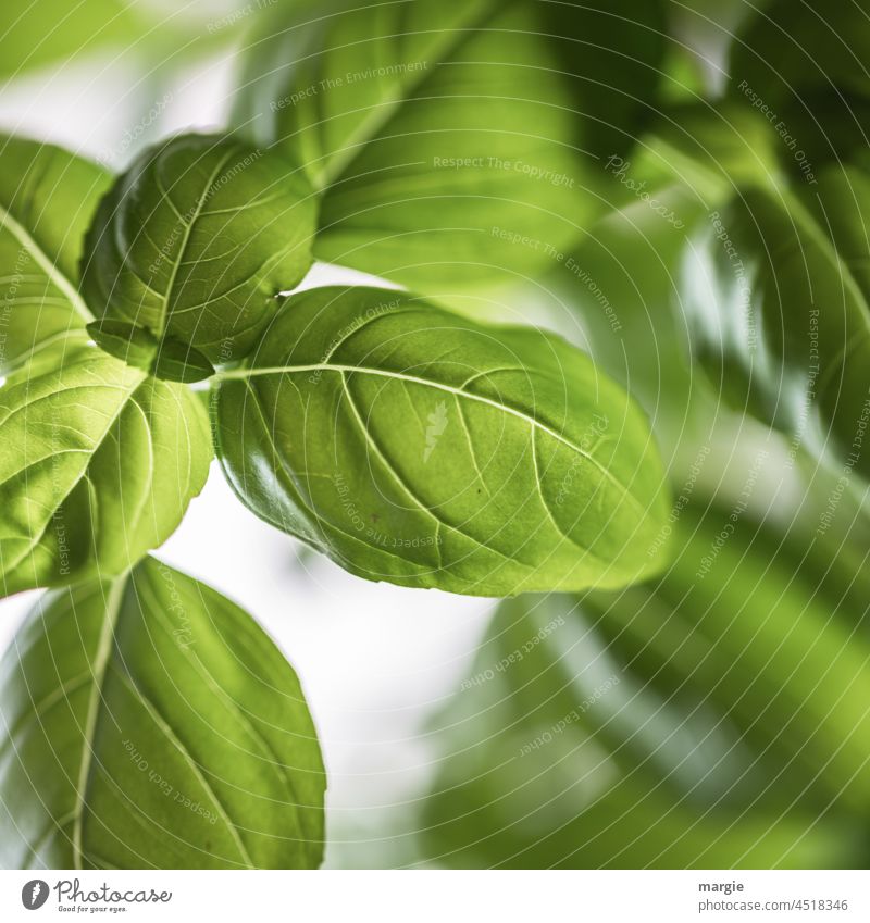 Leaves of a basil plant Basil in pot Green Herbs and spices Pot Nutrition Vegetarian diet Organic produce Vegetable Healthy Eating Herb garden Close-up Food