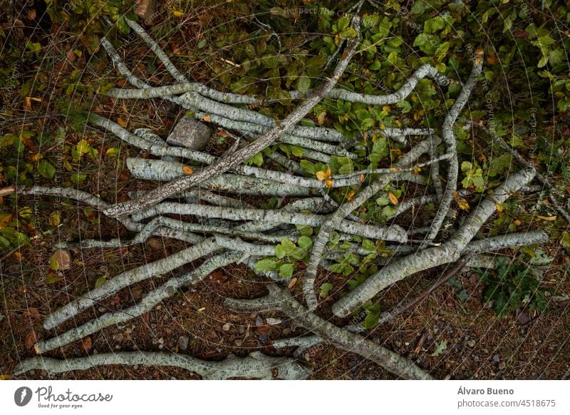 Several logs cut, to make firewood, in the humid and autumnal soil of the forests of the Moncayo Natural Park, Zaragoza province, Aragon, Spain trunks branches