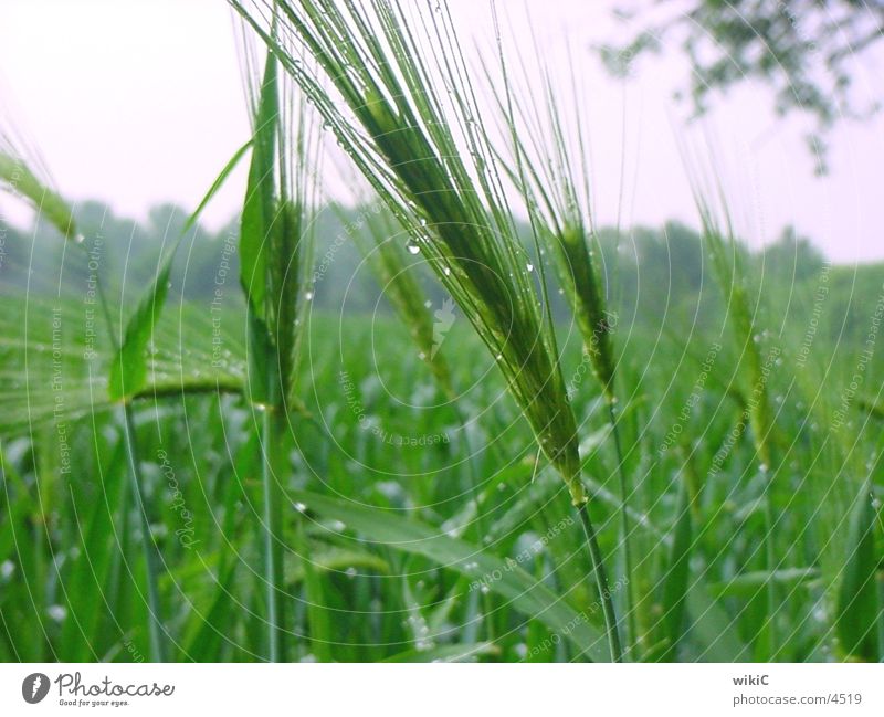 field Spring Field Nature Plant