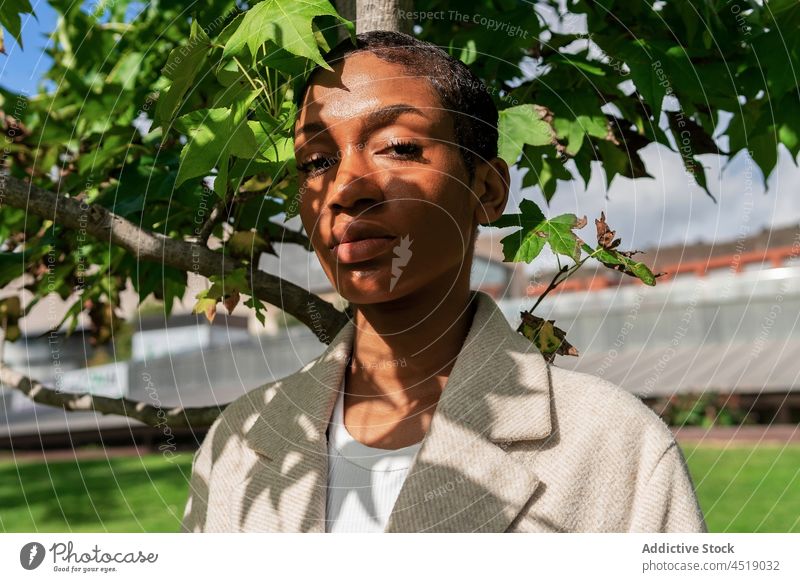 Attractive black woman near tree branches plant foliage street sunlight style leaf flora african american short hair female serious lush appearance green park