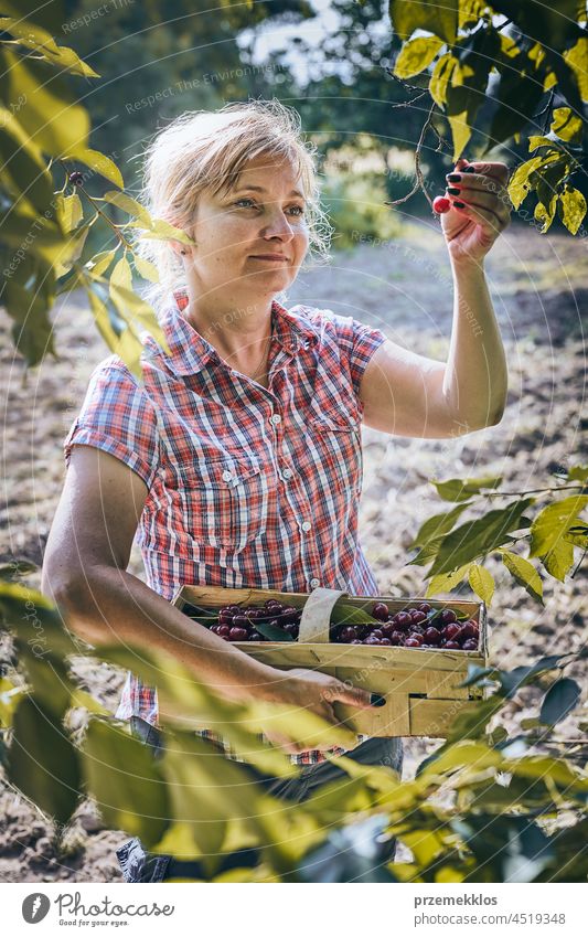 Woman picking cherries in orchard. Gardener working in garden cherry fruit farmer gardener woman harvest gathering juicy growth horizontal freshness harvesting