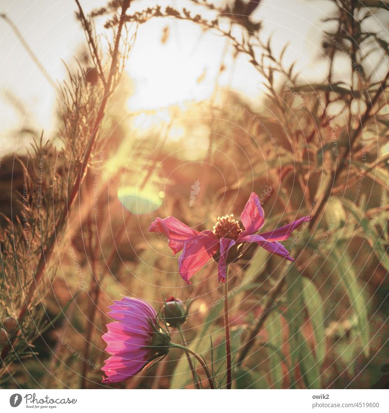 doom mood Cosmea flowers blossoms Blossoming Summer Exterior shot Shallow depth of field Environment Sunlight Mysterious Meadow Flower meadow a lot Muddled