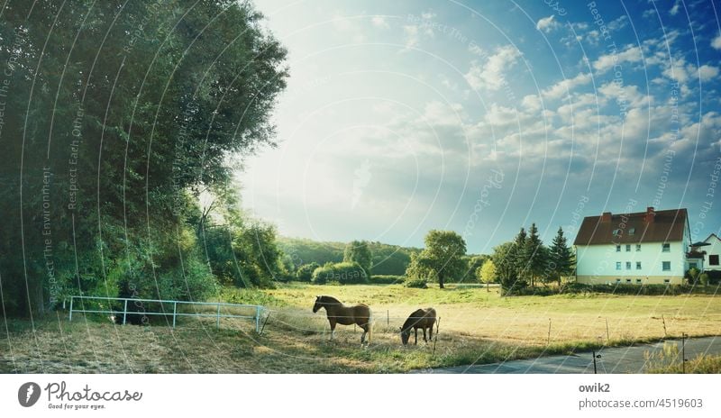 meal Horse 2 Animal Stand To feed Relaxation Fenced in Willow tree Colour photo Boundary Idyll Village House (Residential Structure) Bushes Meadow Grass