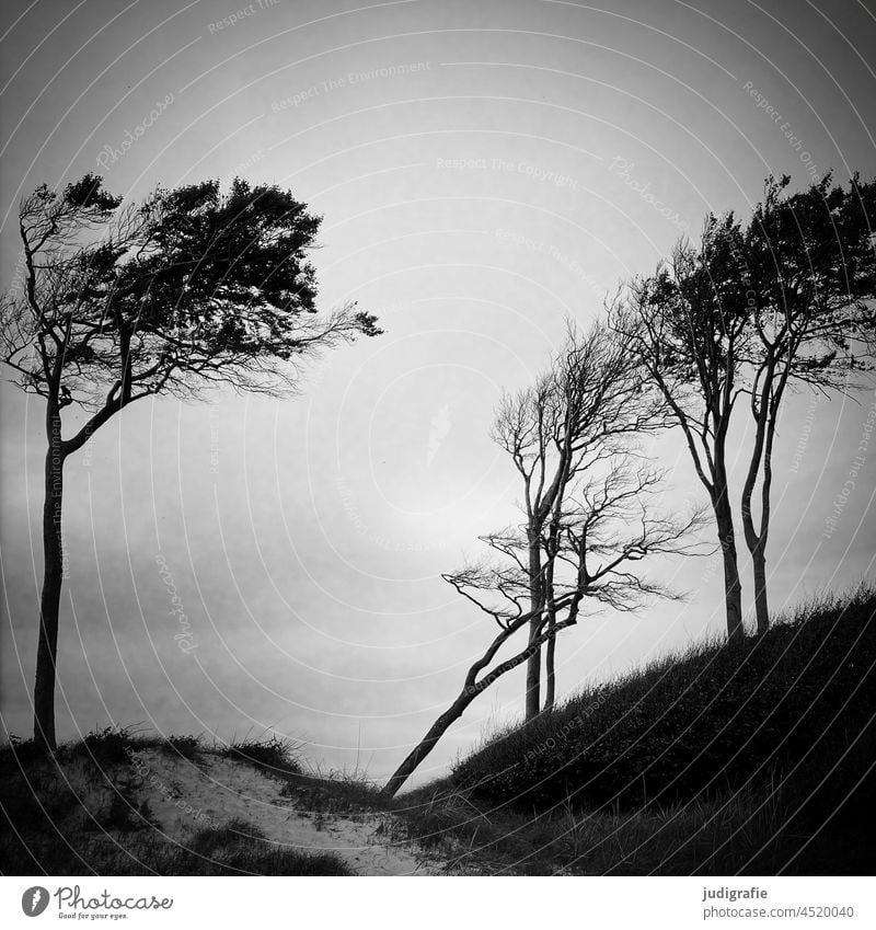 Windfowlers at the Darss West Beach Wind cripple trees Western Beach coast Baltic Sea Fischland-Darss-Zingst National Park