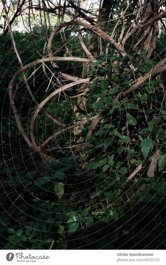 Dried up creepers in the floodplain forest Auenwald branches Tree Forest Creepers flexed Shriveled Ivy close to nature Virgin forest Plant Environment twigs