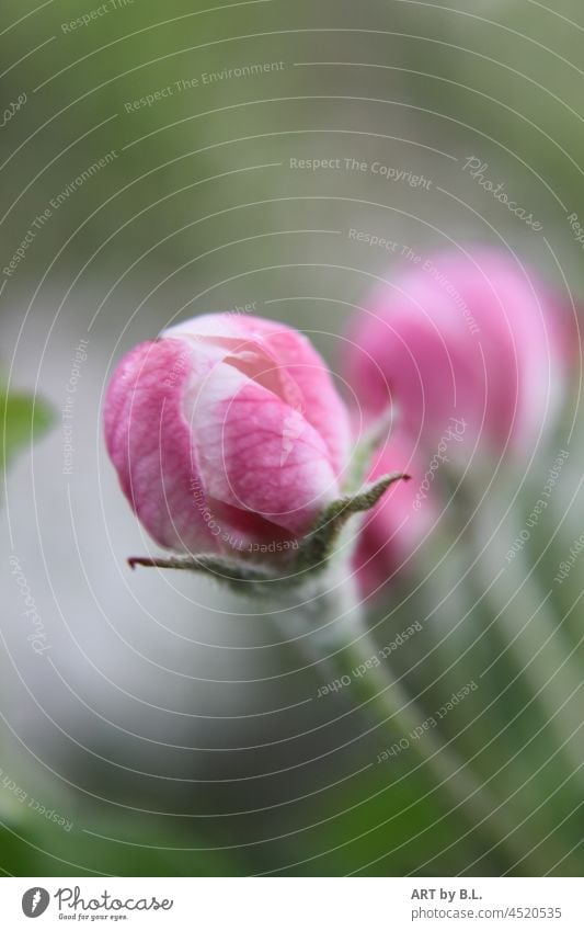 apple blossom Blossom Apple Garden Nature fruit Fruit trees flowering twig