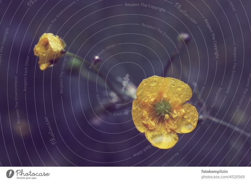 yellow flower with raindrops little flowers Flower Yellow blurriness blossom small flower two blossoms small blooms delicate blossoms tiny flowers Wet Crowfoot