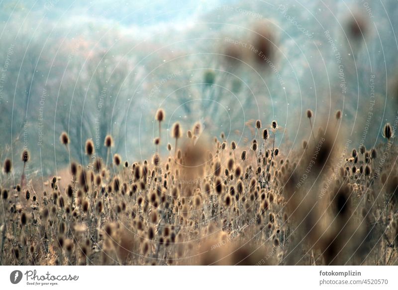 Thistle Field Thistles wild thistle Wild plant Decline Old Faded Dry arid Withered Thorny Thistle blossom Dried flower thorny Dipsacus silvestris flora Eternity