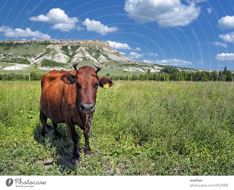 Come closer Landscape Sky Clouds Horizon Sun Summer Weather Beautiful weather Tree Grass Bushes Field Rock Mountain Animal Pet Cow 1 Blue Brown Green Interest