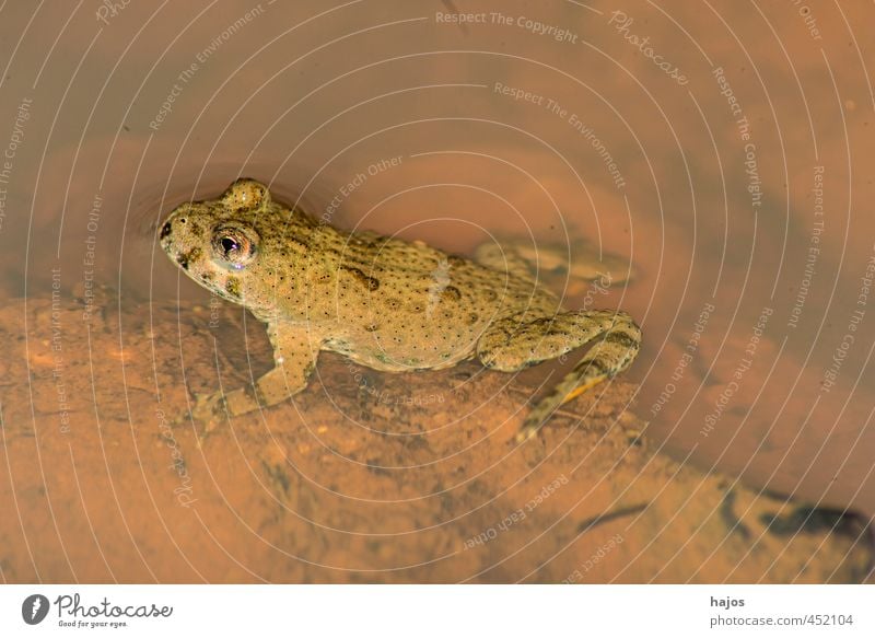 Spring frog, Rana dalmatina Animal Water Wild animal Frog Baby animal Brown spring frog Amphibian Speckled youthful Dig Close-up Macro (Extreme close-up)