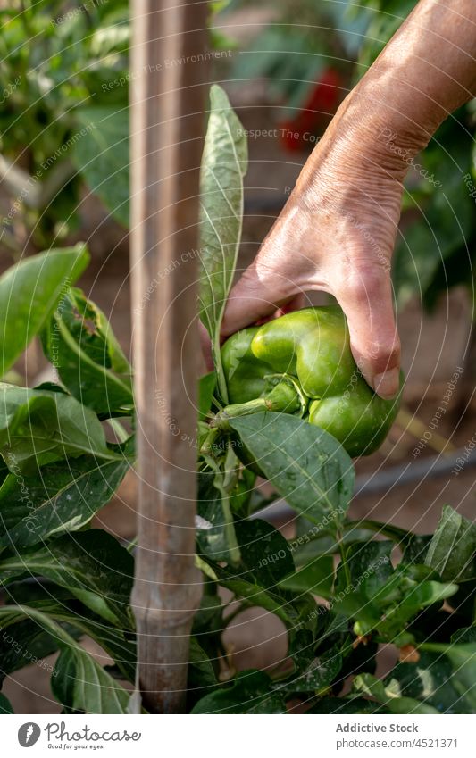 Crop farmer picking green peppers in garden collect harvest season agriculture fresh organic plant ripe cultivate plantation vegetable summer nature food