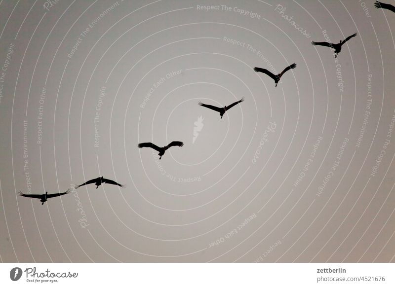 About half a dozen cranes in the approach Evening Brandenburg Dark Twilight Sky Cranes Landscape Agriculture Linum Rural Nature nature conservation Flock Street