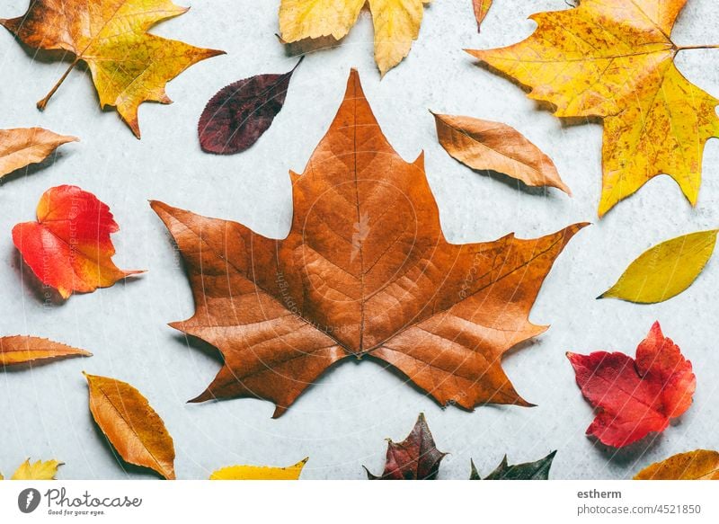 Autumn background. Top view of different autumnal leaves. Autumn leaves background autumn background detail object closeup still life seasonal wallpaper macro