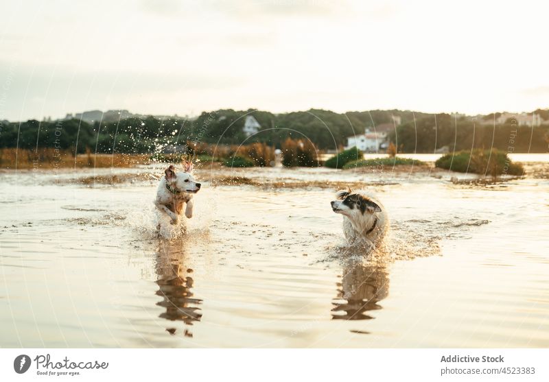 Dogs running and playing on the river dog playful animal pet shore water canine nature coast riverside mammal forest summer cute adorable domestic pedigree