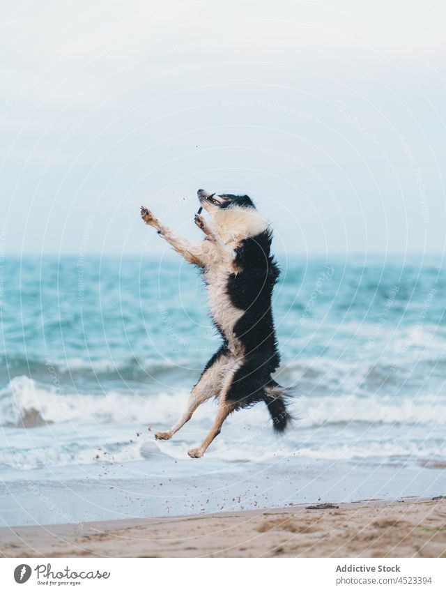 Dog jumping on sandy seashore dog animal playful pet water canine coast nature riverside mammal summer energy cute adorable domestic pedigree active creature