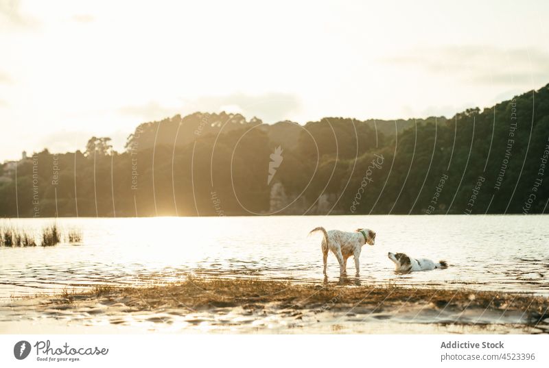 Dogs playing on shore near river dog playful animal pet water canine nature coast riverside mammal forest summer cute adorable domestic pedigree active activity