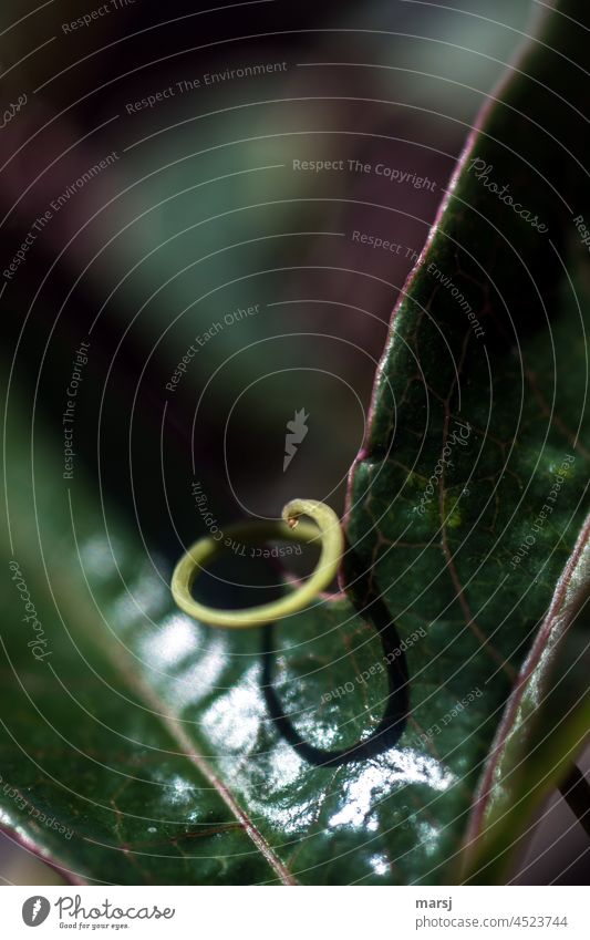 And now just pull the nipple through the tab. Then the curl comes out. Tendril Shadow Spiral Thin Rotate shoot tendril Authentic Harmonious Part of the plant