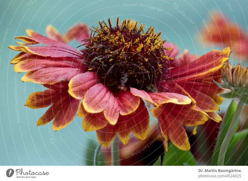 coquina flower from North America, inflorescence with red-yellow ray florets cockade flower Gaillardia Painter's Flower Tongue blossoms red and yellow composite