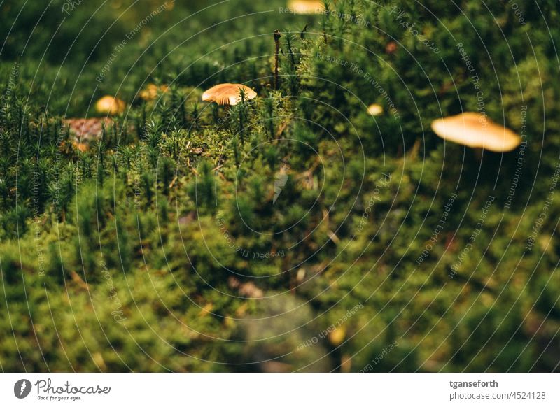 white mushroom Mushroom Forest Woodground Moss bitten into Autumn Exterior shot Deserted Green Plant Nature Colour photo Environment Mushroom cap