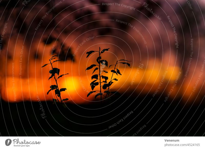 Silhouette of a young small tree before a sunset,shallow depth of field Sun Cloud Clouds Nature Sky Evening Color Tree Trees phenomenology House Houses sundown