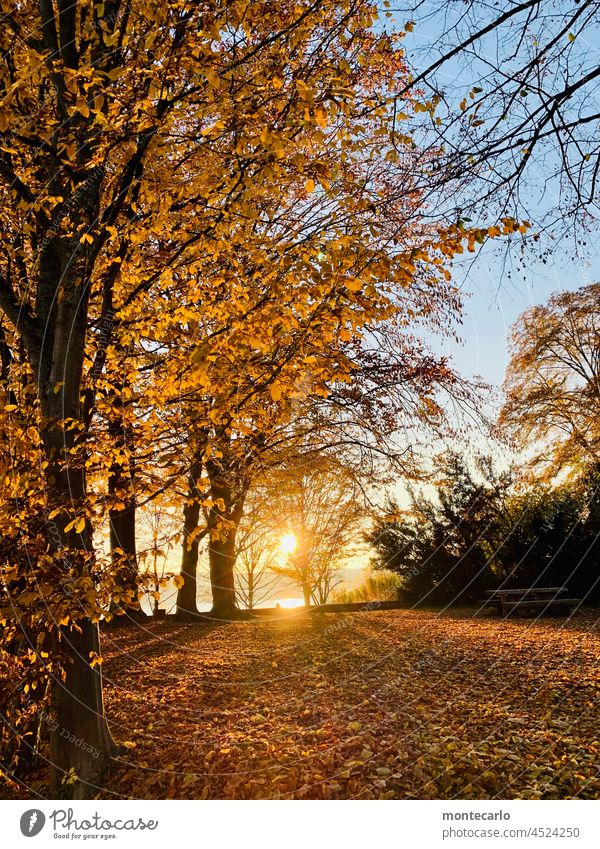 Autumn atmosphere at the lakeside in Überlingen at Lake Constance Sunset Back-light Sunlight Sunbeam Light Evening Exterior shot Colour photo Lakeside Tree